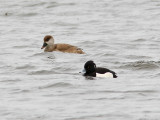 Rdhuvad dykand - Red-crested Pochard (Netta rufina)