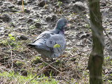 Skogsduva - Stock Dove (Columba oenas)