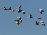 Ejder - Eider (Somateria mollissima)