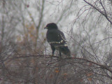 Strre skrikrn - Spotted Eagle (Aquila clanga)