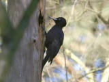 Spillkrka - Black Woodpecker (Dryocopus martius)