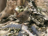 Grdsmyg - Wren (Troglodytes troglodytes)