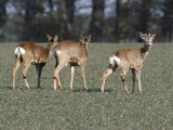 Rdjur- Roe deer (Capreolus capreolus)