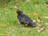 Koltrast - Blackbird (Turdus merula)