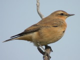 Stenskvätta - Wheatear (Oenanthe oenanthe)