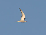 Fisktrna - Common Tern (Sterna hirundo)