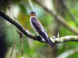 050205 bb Southern rough-winged swallow Rancho Grande.jpg