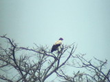 050205 hh King vulture Cumboto road.jpg