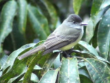 050207 aaa Dusky-capped flycatcher Rancho Grande.jpg