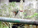 050207 jjjj Violet-chested hummingbird Rancho Grande.jpg