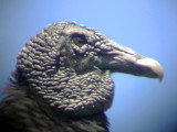 050214 bb Black vulture La Soledad rd.jpg