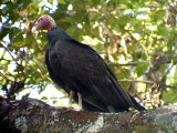 050214 hh Turkey vulture Altamira rd.jpg
