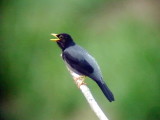 050214 r Yellow-legged thrush Altamira rd.jpg