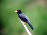 050214 r Yellow-legged thrush Altamira rd.jpg