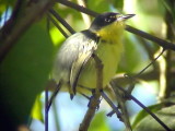 050217 c Common tody-flycatcher  Balneario Sabacual.jpg