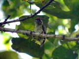 050219 l Black-spotted piculet Caño Colorado.jpg