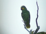 050221 b Orange-winged parrot Rio Grande.jpg