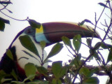 050221 ee White-throated toucan  Rio Grande.jpg