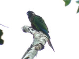050221 kkkk Painted parakeet Rio Grande.jpg