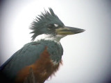 050221 pppp Ringed kingfisher W El Palmar.jpg