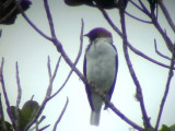 050222 f Bearded bellbird La Escalera.jpg