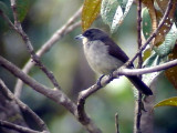 050223 h Red-shouldered tanager La Escalera.jpg