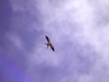 050223 ii Swallow-tailed kite La Escalera.jpg