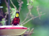 050223 ooo Crimson topaz Barquilla de Fresa.jpg