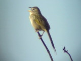 050224 bbb Wedge-tailed grass-finch La Gran Sabana.jpg
