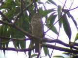 050225 nnn Purple-breasted cotinga Guyana trail.jpg