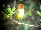 050226 h Tepui brush-finch La Escalera.jpg