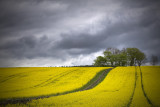 Rapeseed Storm