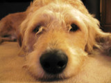 Bailey