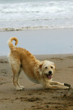 Bailey