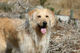 Bailey