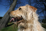 Bailey