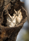 Collared scops owl, Bharatpur