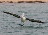 Autralian pelican, Shark bay
