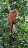 Red leaf monkey, Danum valley