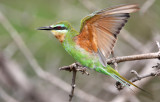 Blue-cheeked bee-eater, Botswana