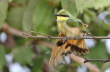 Little bee-eater, Botswana