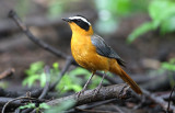 Heuglins robin, Namibia