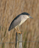 Night heron, Holland