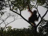 Urang utan, Kinabantangan