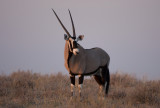 Oryx, Kalahari