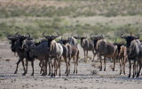 Wildebeasts looking at lion, Kalagadi