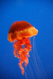 Monterey Aquarium_jellyfish_4.jpg