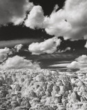 Mammoth Geyser no. 2, Yellowstone, 2001