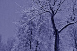 hiver2009_9350.jpg