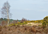 Chobham_Common_7810_ed1_ns.jpg